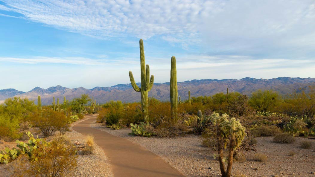 Sonoran Desert cacti and mountains